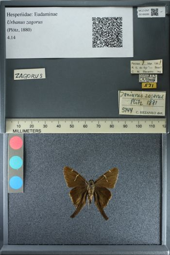 Media type: image;   Entomology 189285